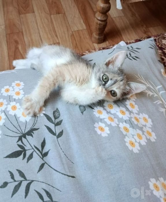 Котята в добрые руки.
