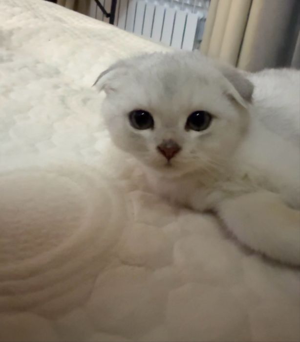 Котенок Серебристая шиншила