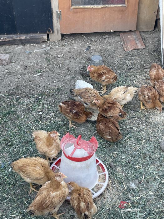 Vand pui rasa de carne si oua