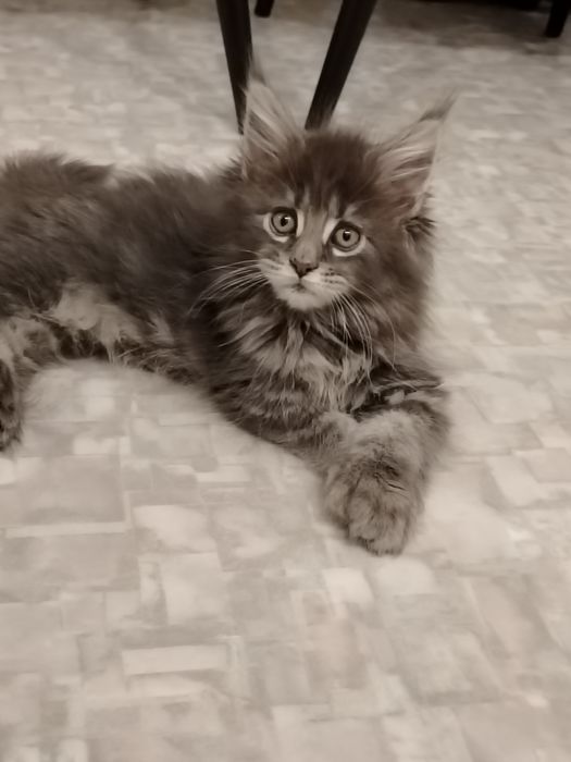 Продам в племнное разведение девочку полидакта