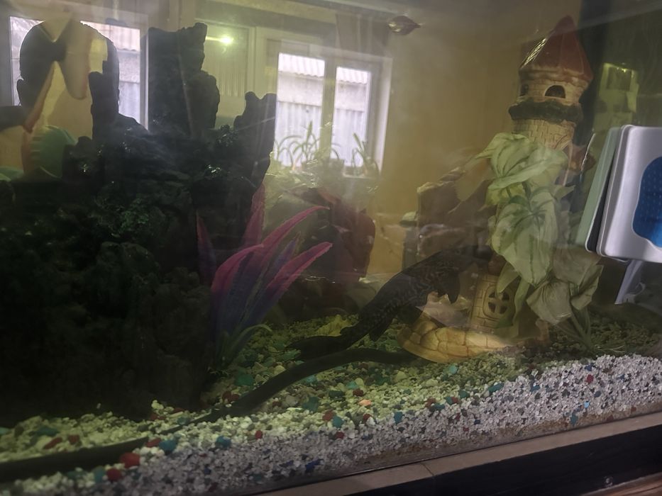 Аквариум с рыбами и декорациями