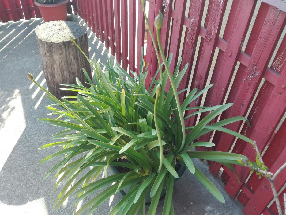 Crin african, Agapanthus (Lily of the Nile)