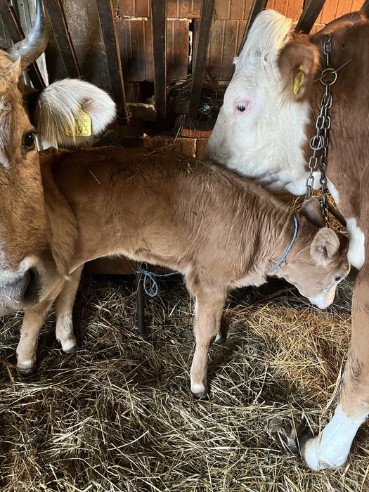 Vand o vaca cu vitel