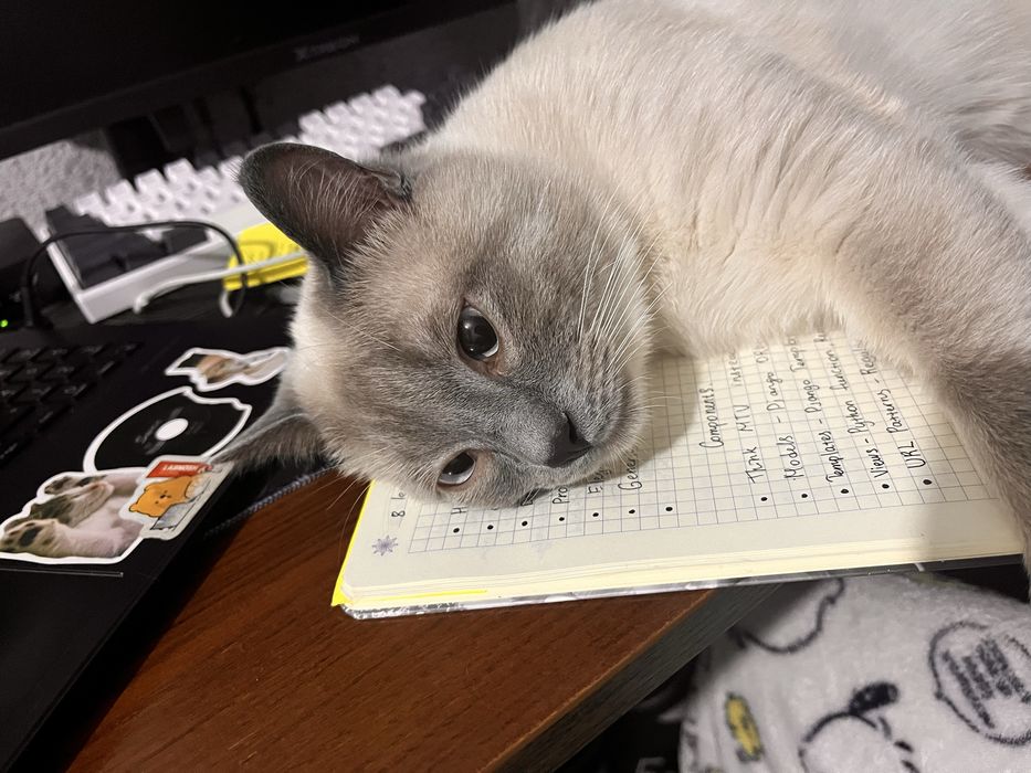 Котик ищет дом Бесплатно отдаем кота