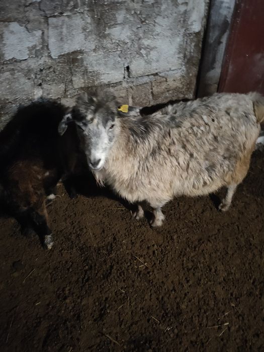 Козы ешкі буаз котные