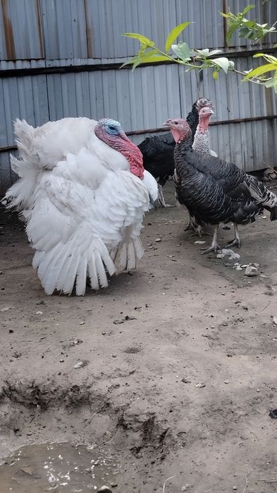 Продам индюшек  и индюка