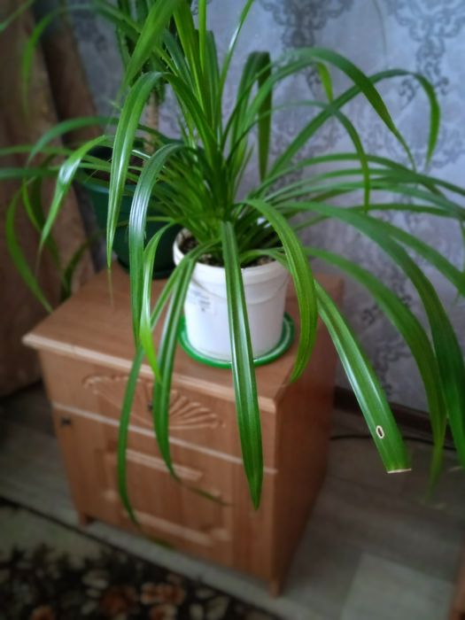 Комнатные цветы продам