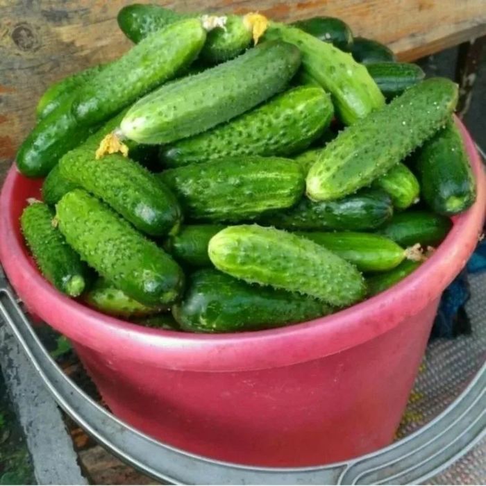 Продаю Огурцы домашние