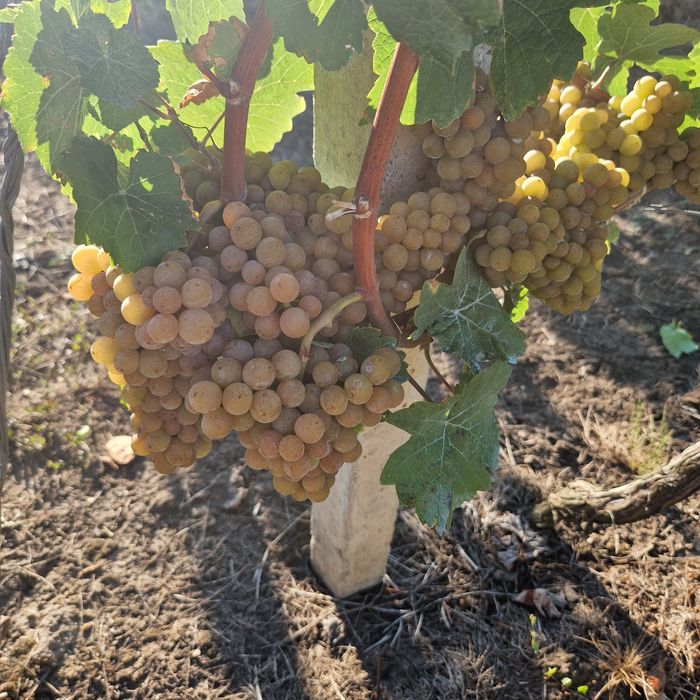 Struguri feteasca  riesling si traminer