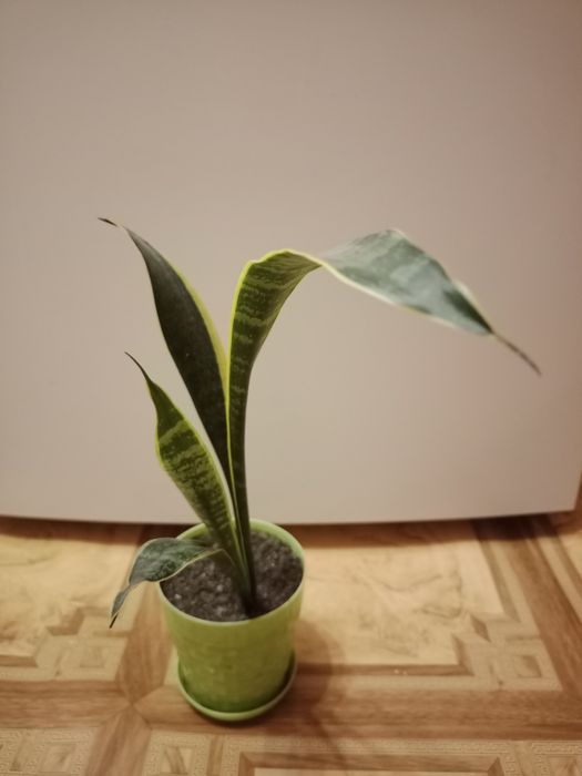 Сансевьерия в горшке