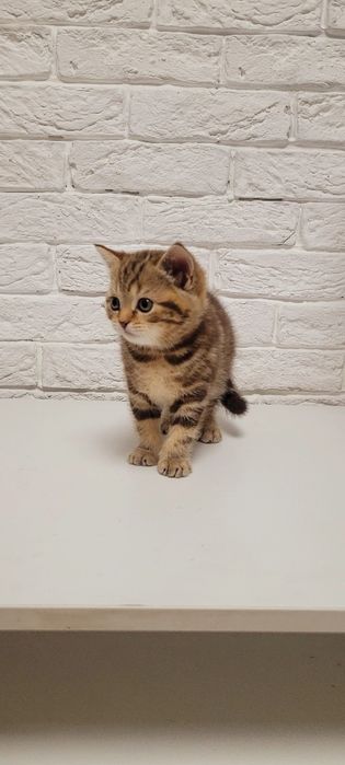 Продается котенок.Девочка шотландка