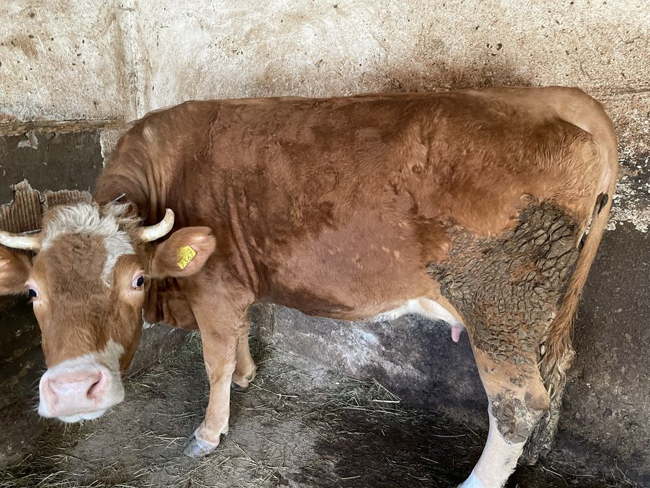 Vaca la prima fatare