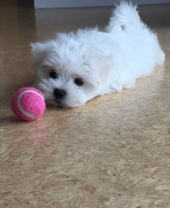Băiat Bichon Maltez