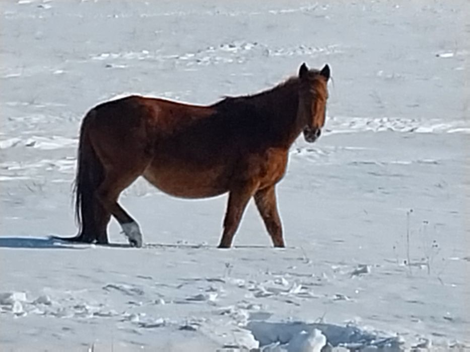 Шамші Қалдаяқов ауылы
