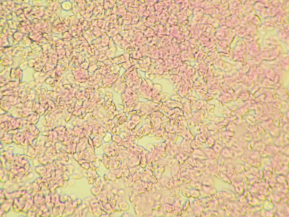 Микроскоп бренда Levenhuk