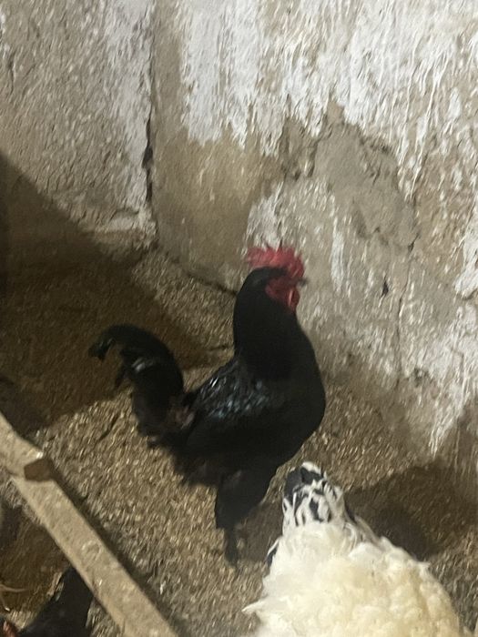 Джерсийский гигант