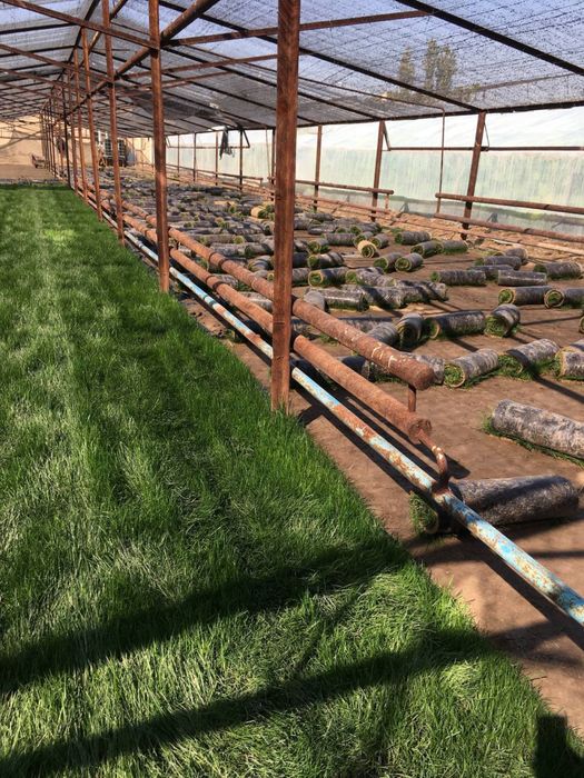 Gazon Chim Seed Газон