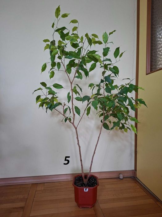 Продавам фикус бенджамин 15 евро