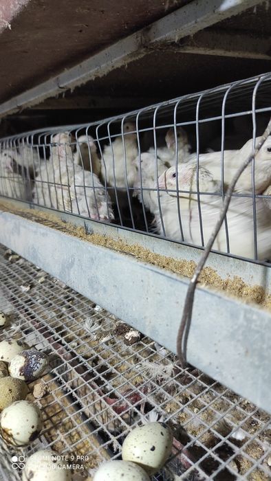 Яйцо перепелиное инкубационное