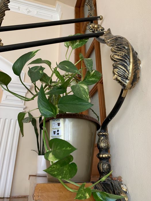 Агава, лимон, шефлера, фикус, традесеанция, хлорофильтрум, кактус