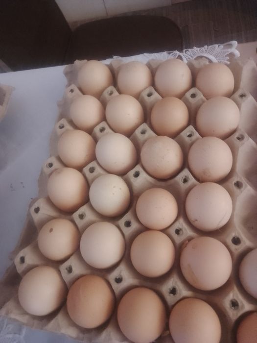 Ouă de găini brahma herminat deschis