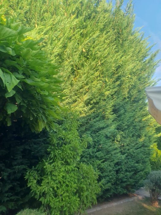 Camelia copac glob, Photinia plante ornamentale, maslin secular