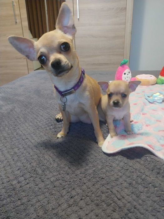 Chihuahua rasă pură pentru rezervare
