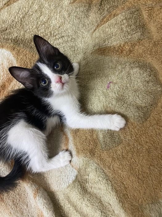 Отдам котенка 1 месяц