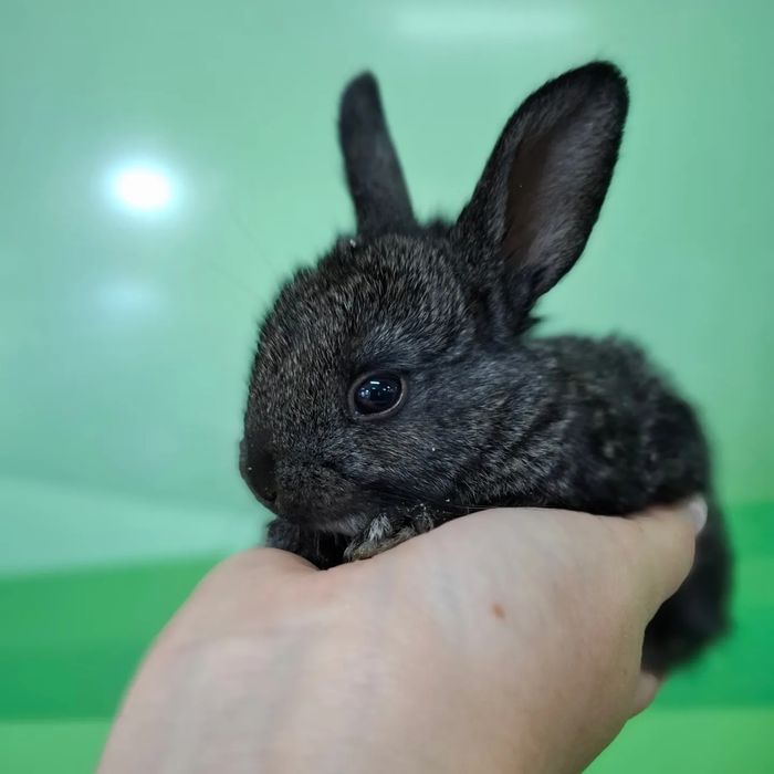 Поступление  карликовых кроликов