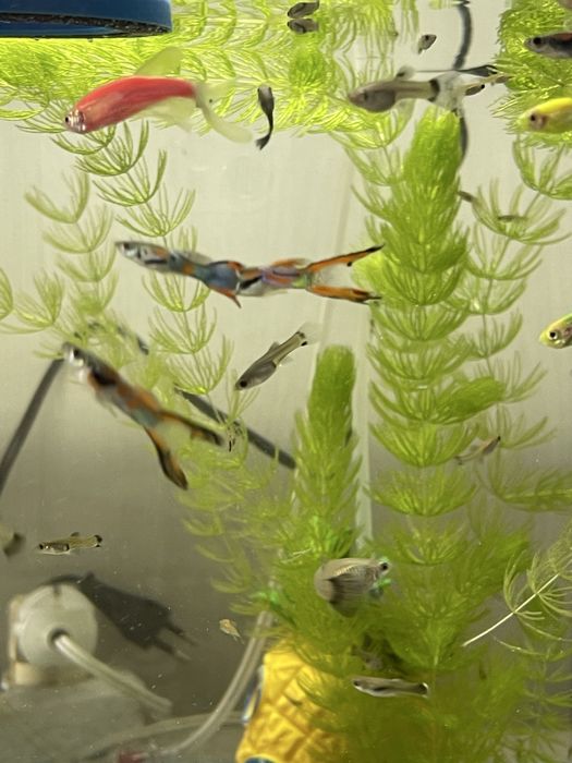 Гуппи Эндлера продам.