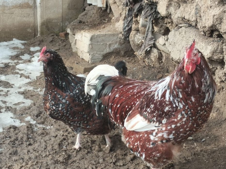 Продаётся петух с курицей