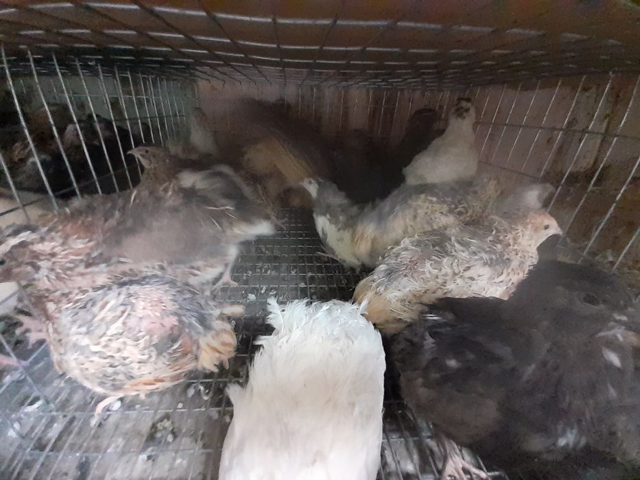 Perusi Pui și Maturi & Prepelite