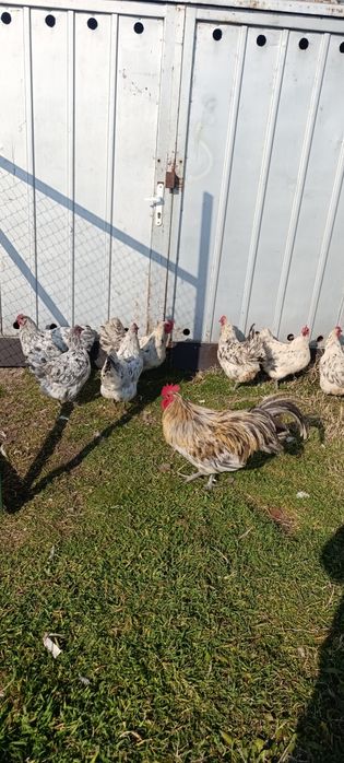 Яйца за люпене от легбар опал , легбар крем и австралорп