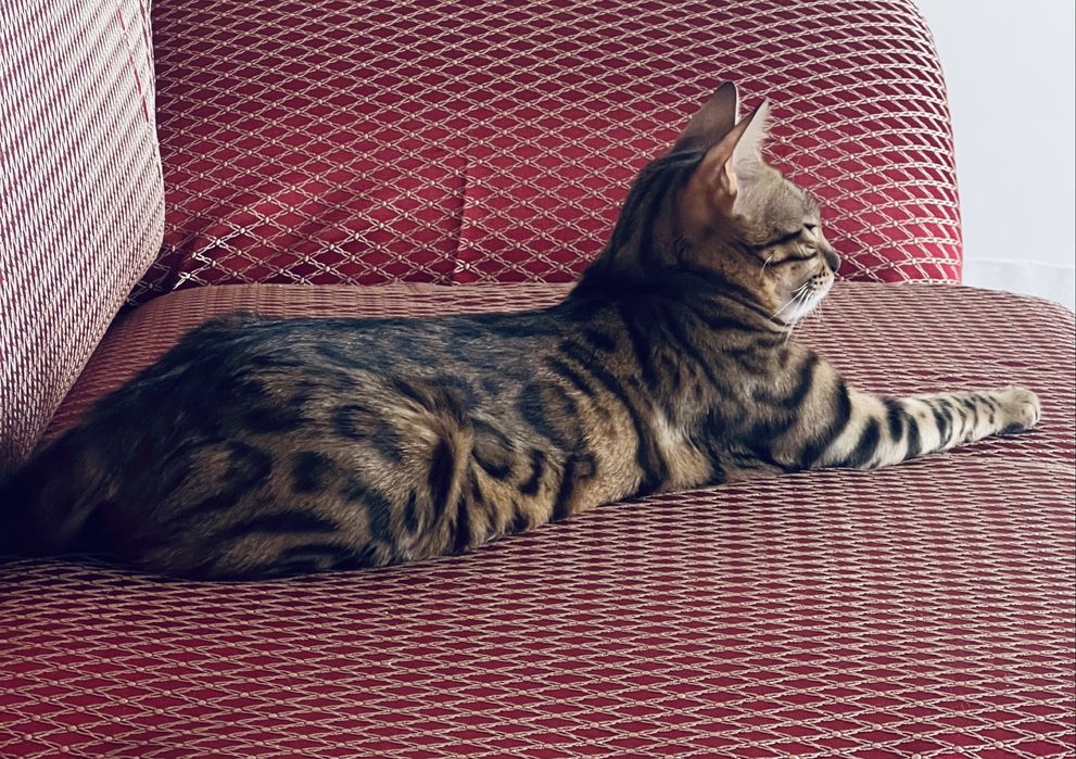 Бенгальская кошка