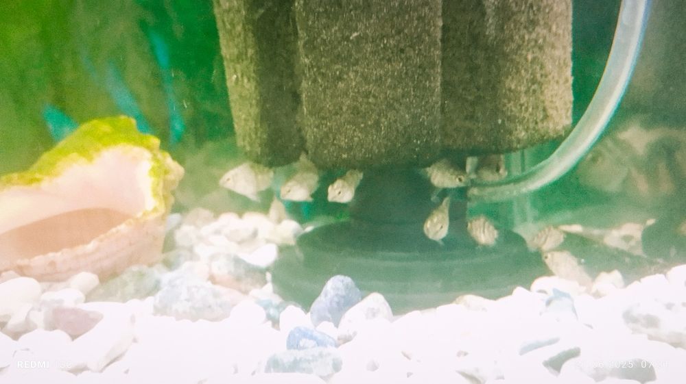 Продам папугай сапфировое подростки