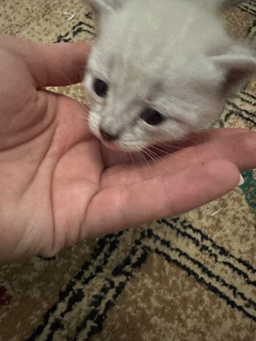 Отдадим котят в хорошие руки
