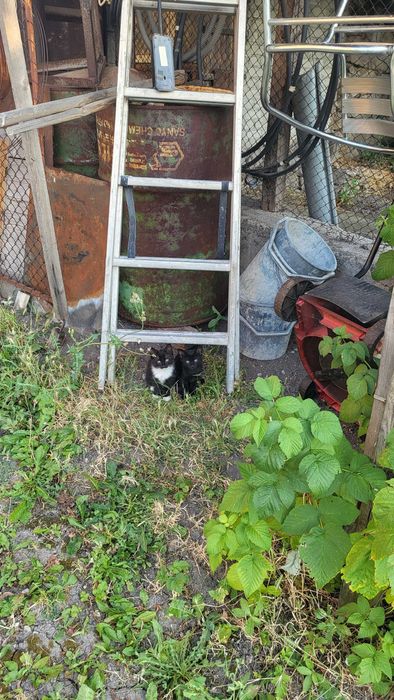 Подарявам 2 котенца