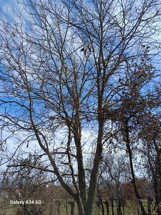 Vând copaci pe picior