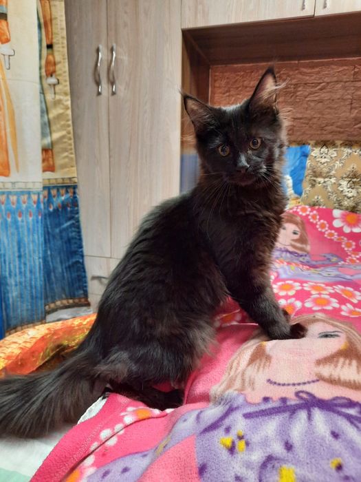 Продажа котят Мейн Кун