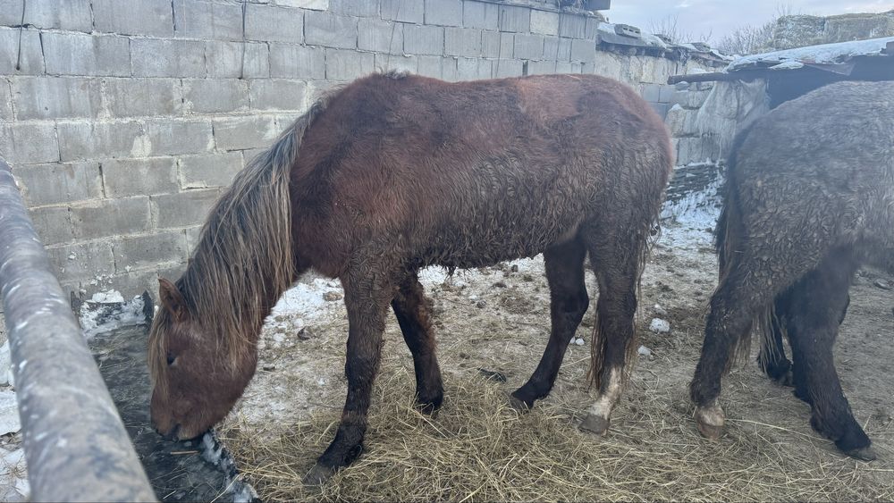 Тай на соғым с откорма