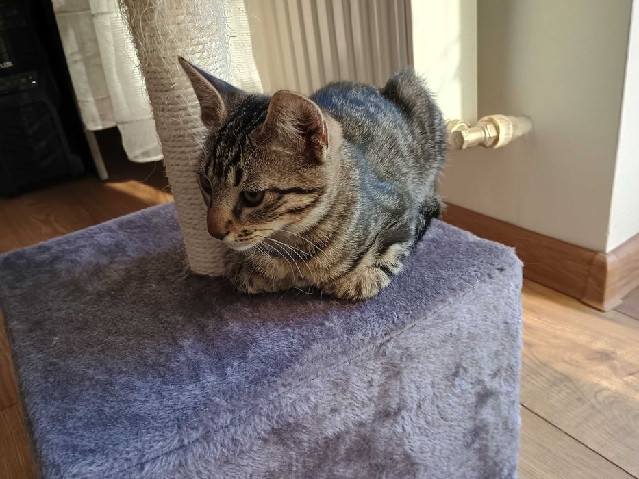 Dau pentru adoptie pui pisica tigrata