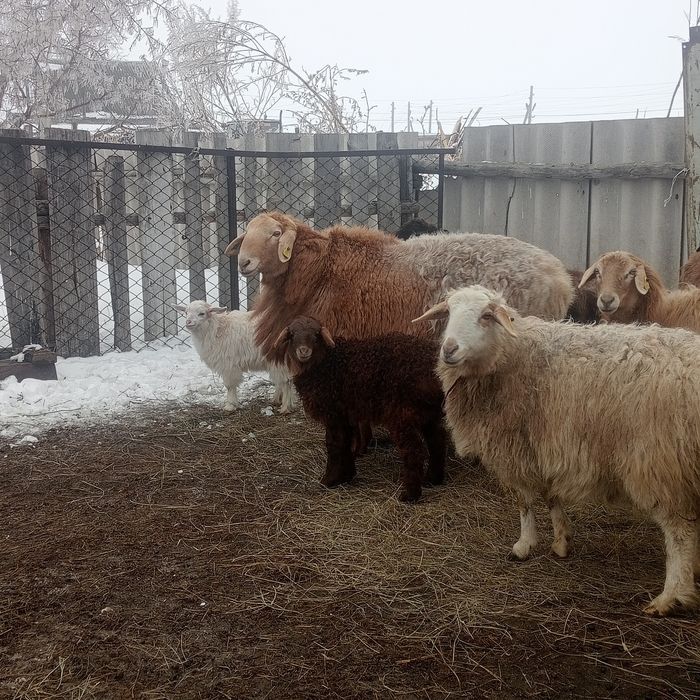 Арашан қошқар сатамын