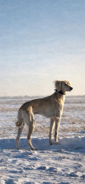 Тазы сатылады еркек