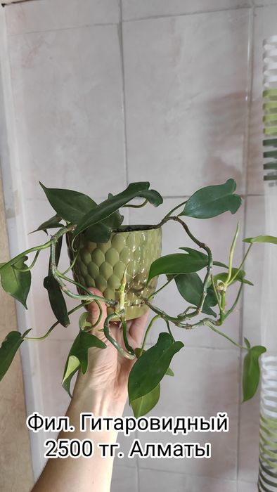 Цветы комнатные адаптированные