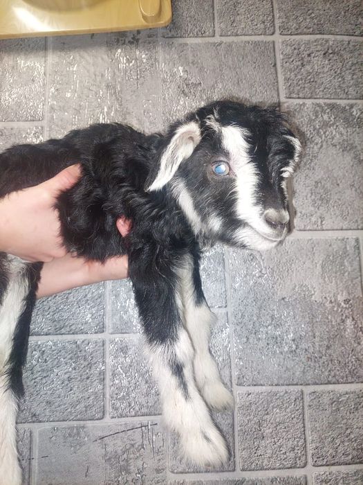 Продам козлика от дойных коз