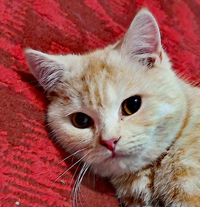 Mushuk o'g'il bola,Кошка мальчик