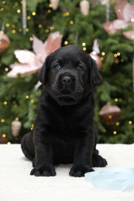 Щенки лабрадора ретривера