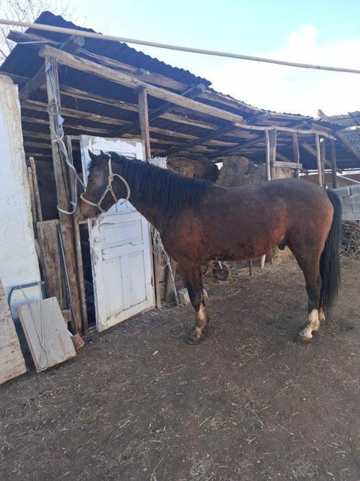 Жеребец 6 лет срочно