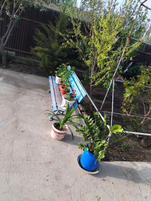 Гул домашний сатылады