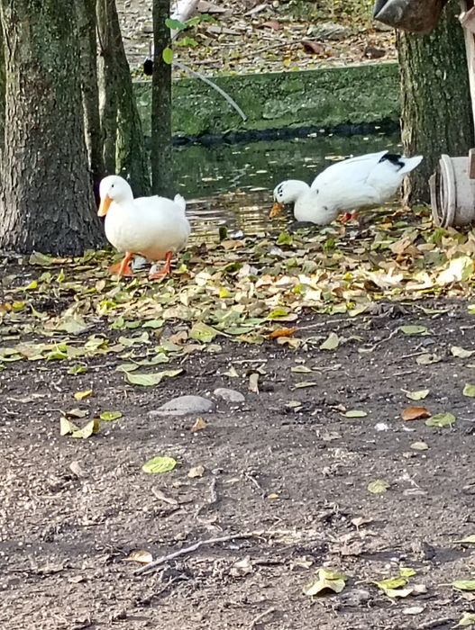 Vand Gâste si ratoi